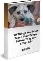 10 things you must teach your puppy